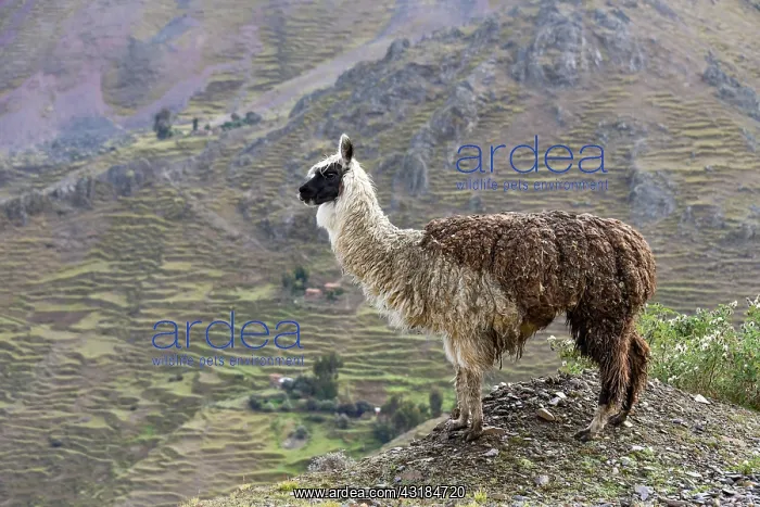  : Llama (Llama glama) in front of mountain, near Cusco