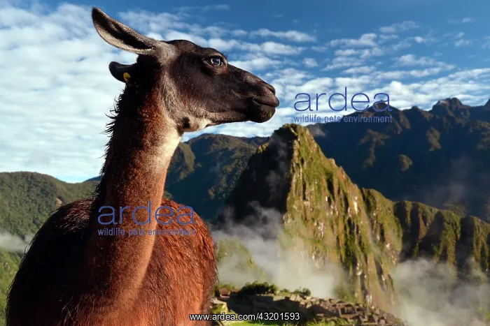 : Llama (Llama glama) at the ruins of Machu Picchu : Llama (Llama glama) at the ruins of Machu Picchu