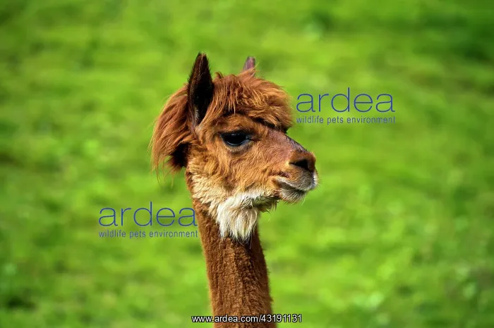 : Llama (Llama glama), young animal, portrait, Switzerland : Llama (Llama glama), young animal, portrait, Switzerland