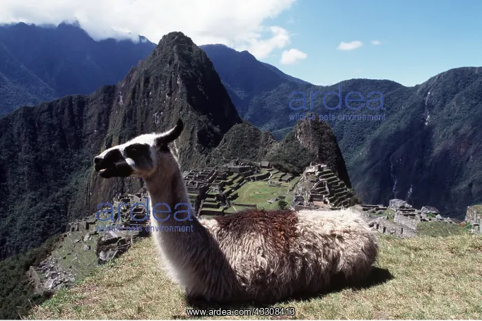 : LLAMA - lying down : LLAMA - lying down