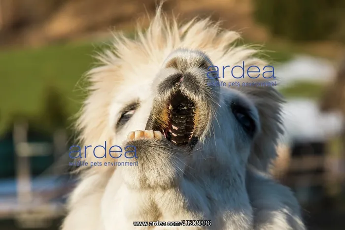 : Llama, with its mouth open sideways, Vorderstoder : Llama, with its mouth open sideways, Vorderstoder