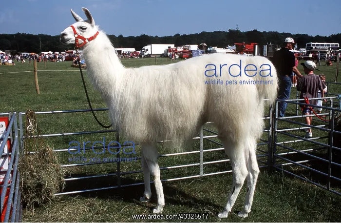 : LLAMA - at show in pen : LLAMA - at show in pen