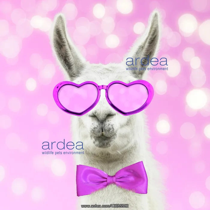 : Llama with pink heart shaped glasses and bow tie : Llama with pink heart shaped glasses and bow tie