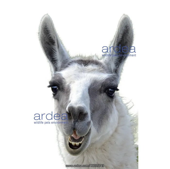  : Llama portrait Llama portrait