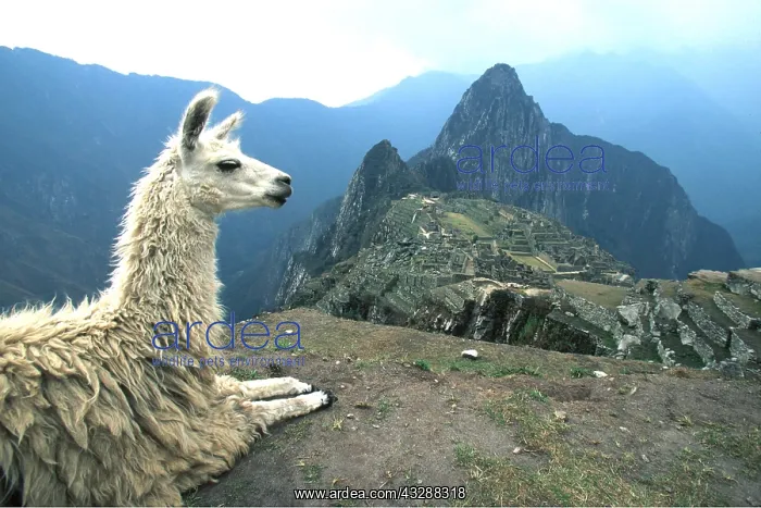 : LLAMA - resting, temple in background : LLAMA - resting, temple in background