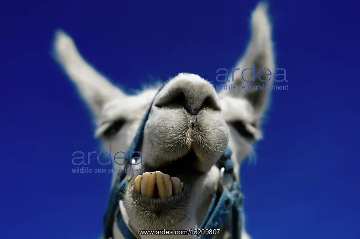 : Llama ruminating, portrait, llama tour at the summit : Llama ruminating, portrait, llama tour at the summit