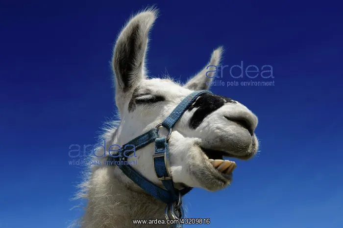 : Llama ruminating, portrait, llama tour to the summit : Llama ruminating, portrait, llama tour to the summit