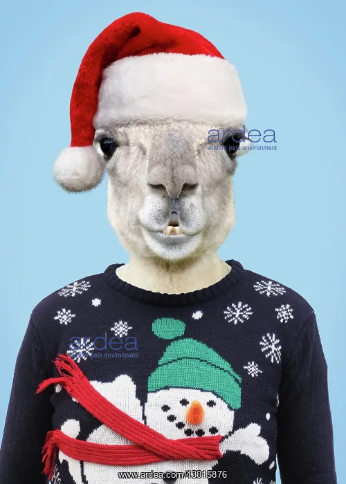: Llama - wearing Christmas hat and Christmas jumper : Llama - wearing Christmas hat and Christmas jumper