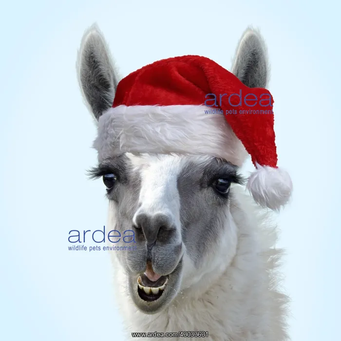  : Llama wearing Christmas hat. Digital manipulation