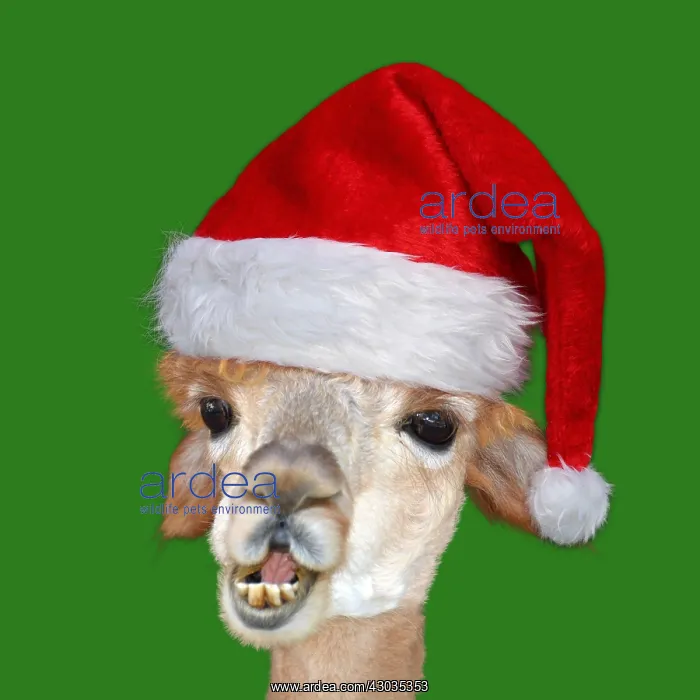  : Llama, wearing Christmas hat looking daft