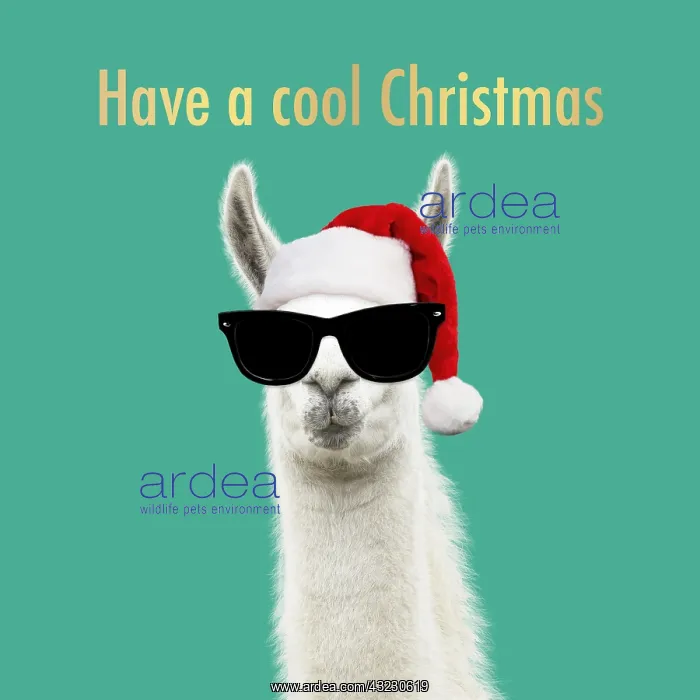 : Llama wearing Christmas hat and sunglasses : Llama wearing Christmas hat and sunglasses