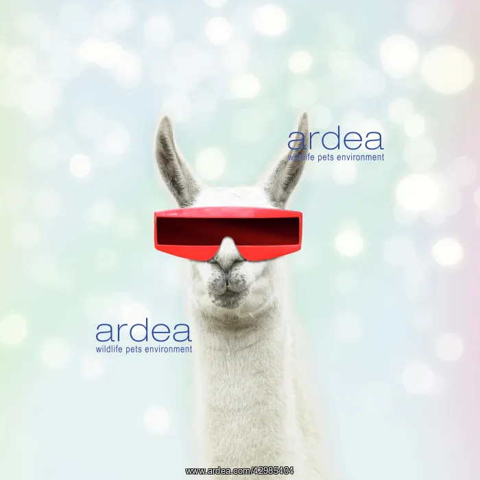 : Llama wearing futuristic glasses : Llama wearing futuristic glasses