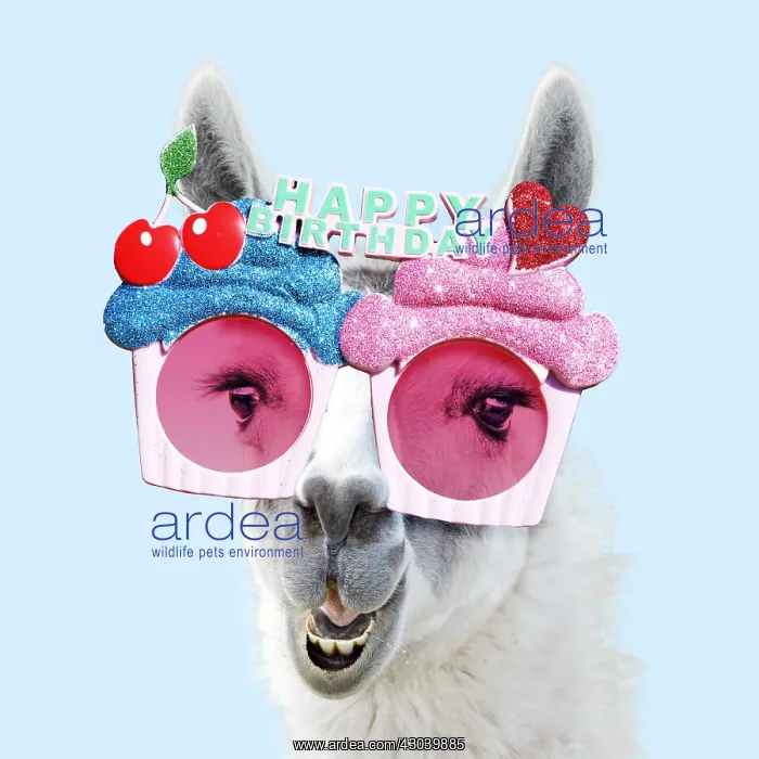 : Llama wearing happy birthday sun-glasses : Llama wearing happy birthday sun-glasses