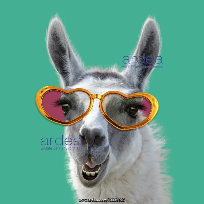 : Llama wearing heart shaped glasses. Digital manipulation : Llama wearing heart shaped glasses. Digital manipulation