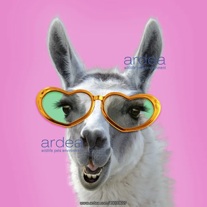 : Llama wearing heart shaped glasses. Digital manipulation : Llama wearing heart shaped glasses. Digital manipulation