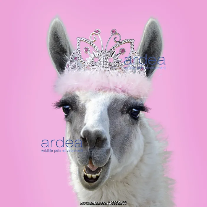  : Llama wearing pink Tiara