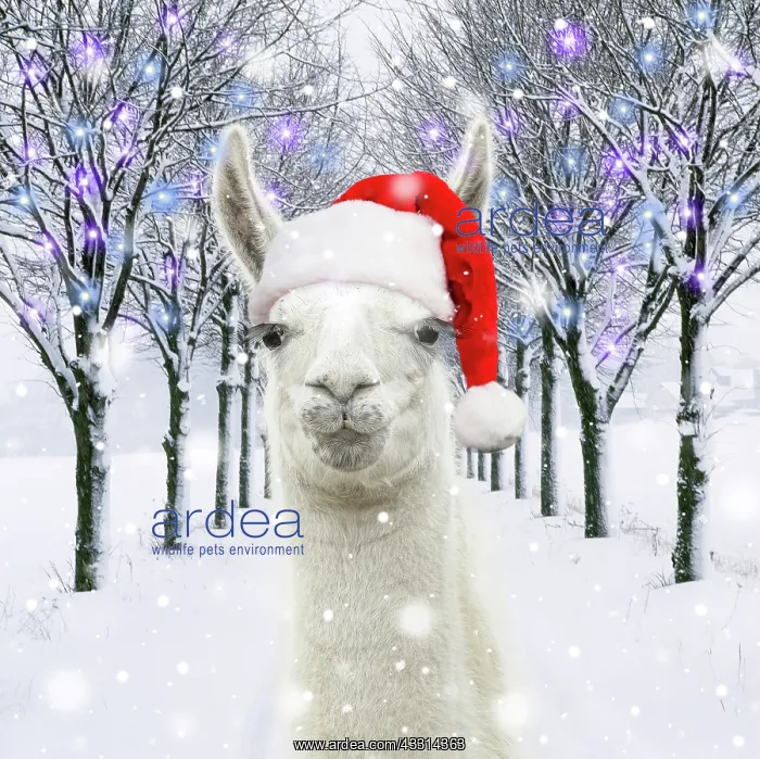 : Llama wearing a red Christmas Santa hat in a snowy : Llama wearing a red Christmas Santa hat in a snowy