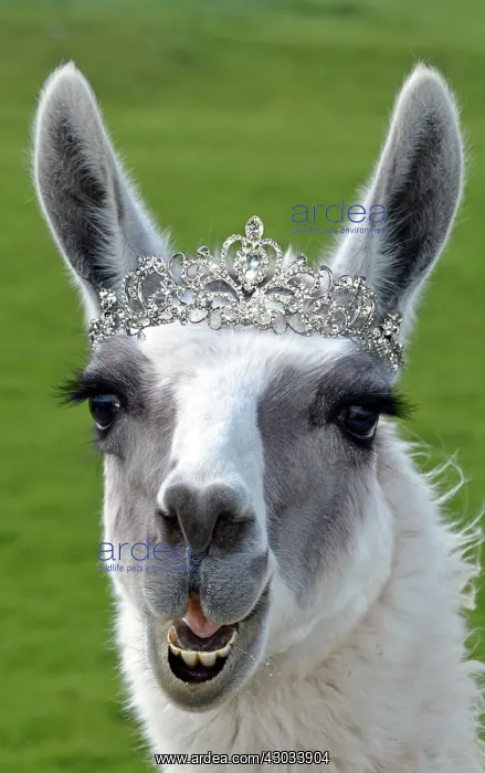  : Llama wearing Tiara crown