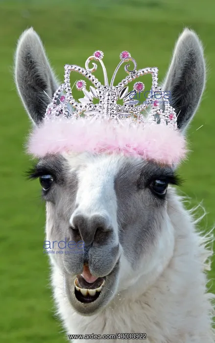 : Llama wearing tiara crown : Llama wearing tiara crown
