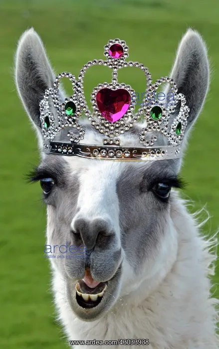 : Llama wearing Tiara crown : Llama wearing Tiara crown