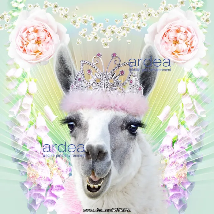 : Llama wearing tiara with roses and flowers : Llama wearing tiara with roses and flowers
