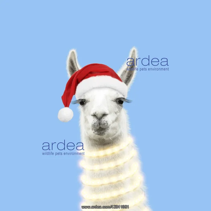 : Llama with with Christmas hat and lights : Llama with with Christmas hat and lights