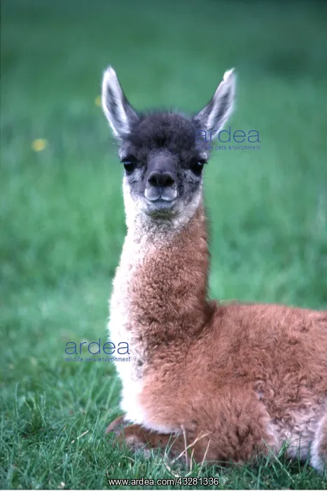 : LLAMA - young, close-up : LLAMA - young, close-up