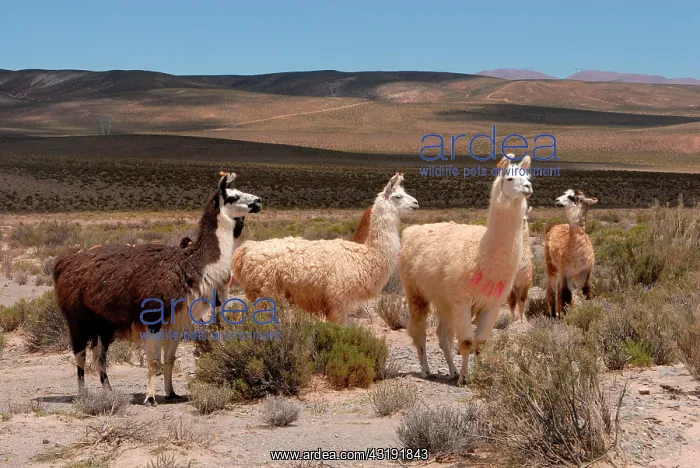 : Llamas, Andean high plain, San Antonio de los Cobres : Llamas, Andean high plain, San Antonio de los Cobres