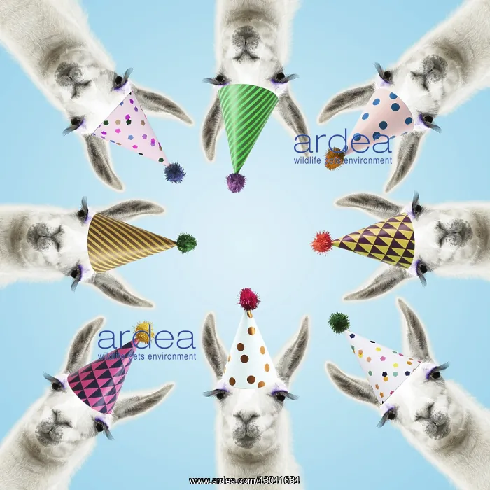 : Llamas with big eye lashes wearing party hats : Llamas with big eye lashes wearing party hats