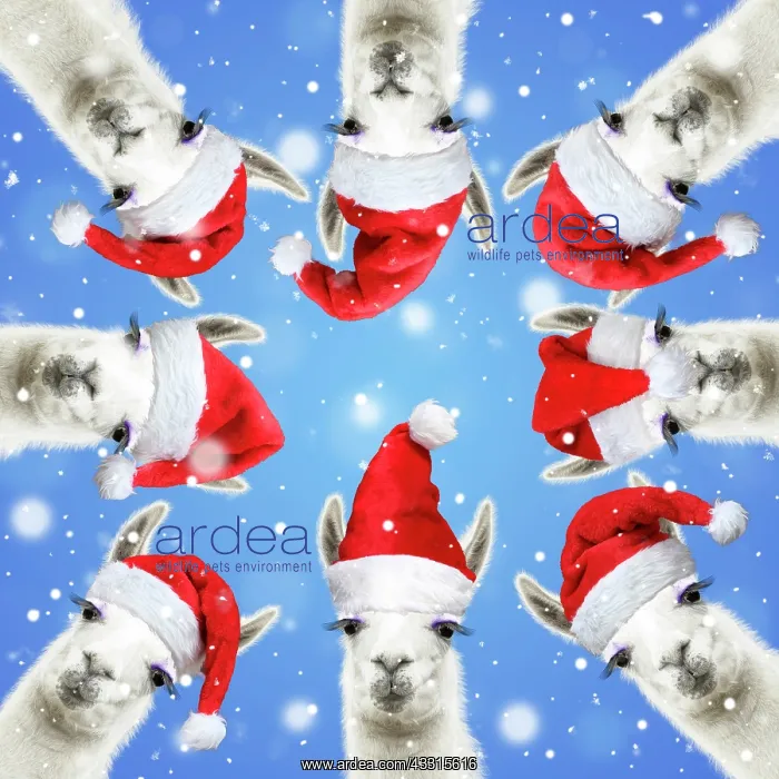 : Llamas with big eye lashes wearing red Santa Christmas : Llamas with big eye lashes wearing red Santa Christmas