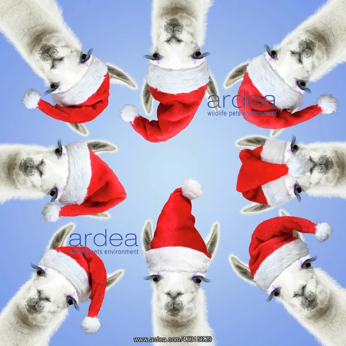 : Llamas with big eye lashes wearing red Santa Christmas : Llamas with big eye lashes wearing red Santa Christmas