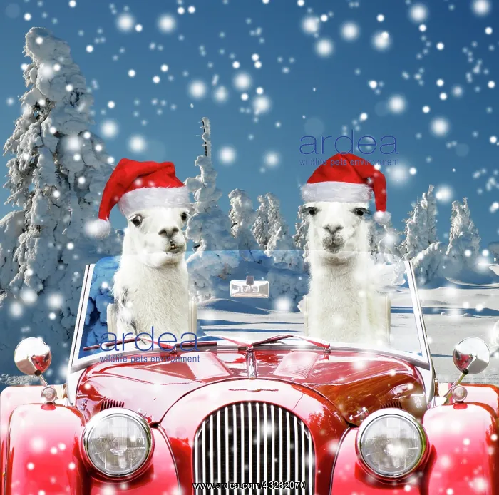 : Llamas, driving red car in snow wearing Christmas hats : Llamas, driving red car in snow wearing Christmas hats