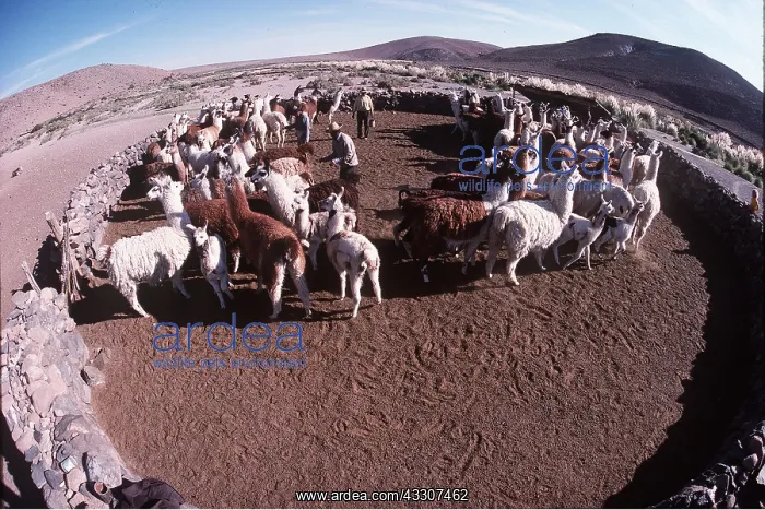 : LLAMAS - fisheye lens : LLAMAS - fisheye lens