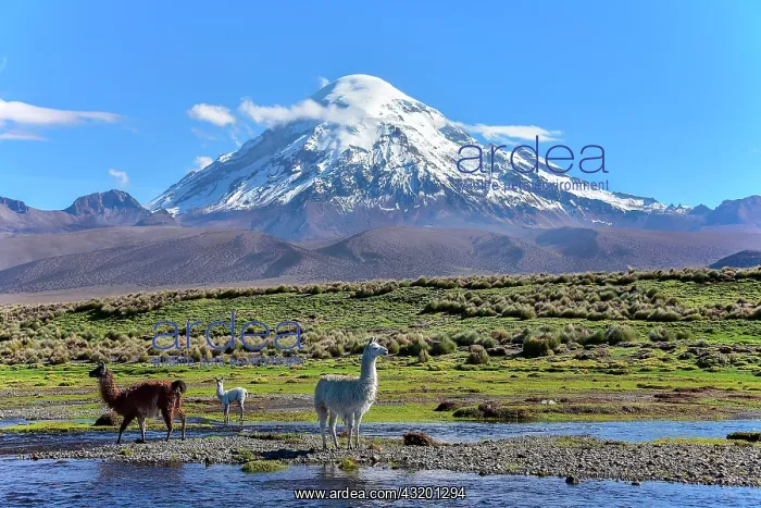 : Llamas (lama glama) at river in front of volcano : Llamas (lama glama) at river in front of volcano