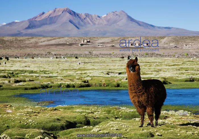 : Llamas (Lama glama) in front of volcano Sajama on the Altiplano : Llamas (Lama glama) in front of volcano Sajama on the Altiplano