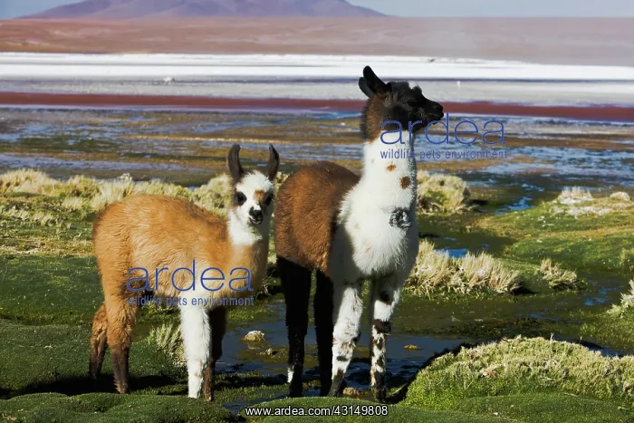 : Llamas (Lama glama) walk along the shore : Llamas (Lama glama) walk along the shore