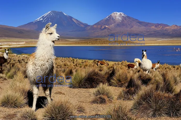 : Llamas (Llama) and a lagoon in front of Parinacotta : Llamas (Llama) and a lagoon in front of Parinacotta