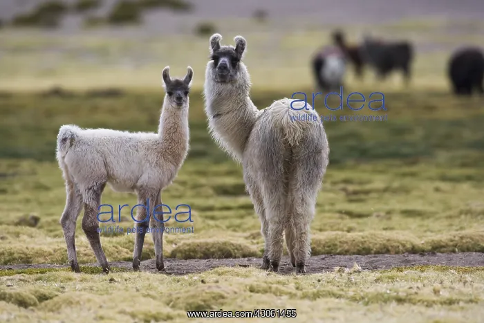 : Llamas on meadow on the Altiplano in northern Chile : Llamas on meadow on the Altiplano in northern Chile