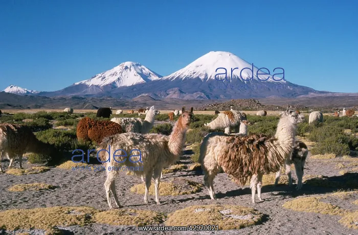: Llamas - with Parinacota Volcano in the bckground : Llamas - with Parinacota Volcano in the bckground
