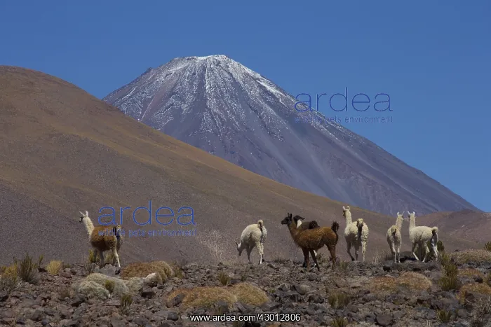 : Llamas - Volcano in the background Atacama - Chile : Llamas - Volcano in the background Atacama - Chile