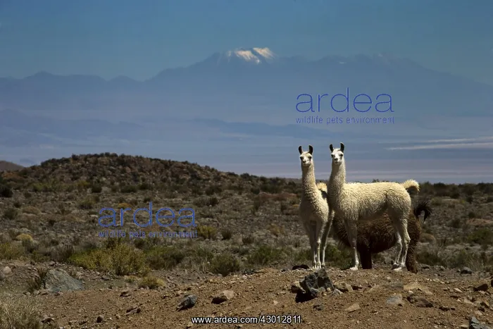 : Llamas - Volcano in the background Atacama - Chile : Llamas - Volcano in the background Atacama - Chile