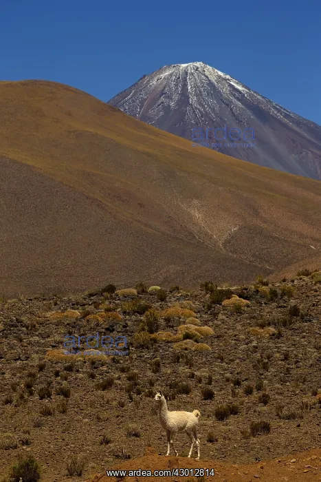 : Llamas - Volcano in the background Atacama - Chile : Llamas - Volcano in the background Atacama - Chile