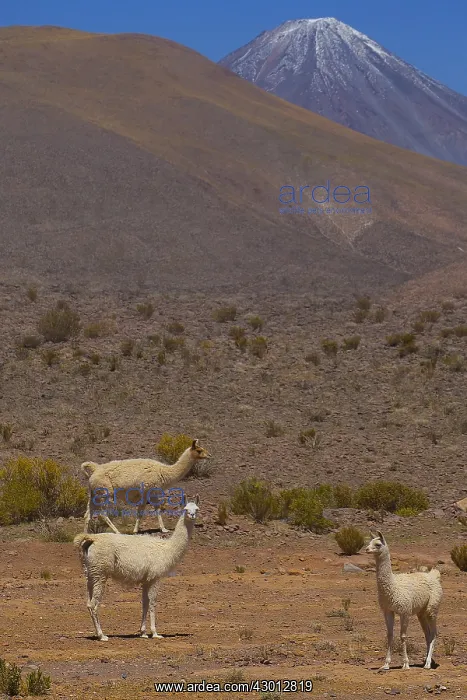 : Llamas - Volcano in the background Atacama - Chile : Llamas - Volcano in the background Atacama - Chile