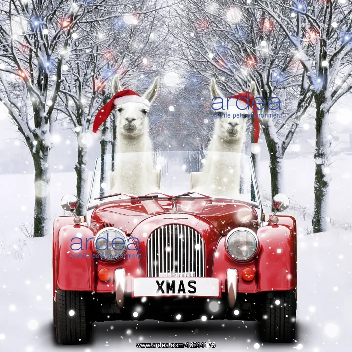 : Llamas wearing Christmas hats driving car through : Llamas wearing Christmas hats driving car through
