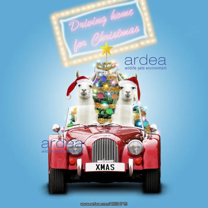  : Llamas wearing Christmas hats driving home for