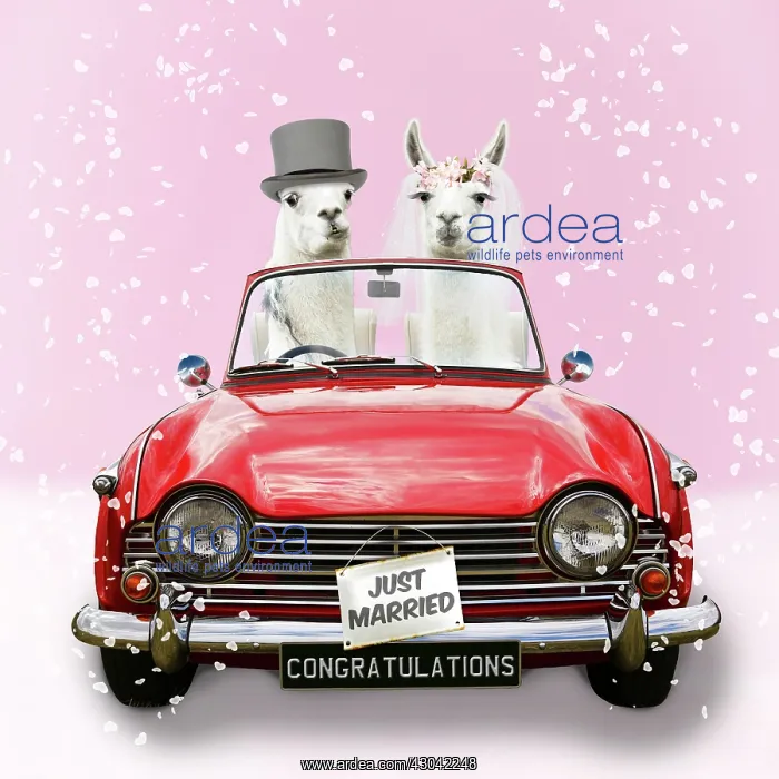 : Llamas, wedding couple driving car in Top Hat : Llamas, wedding couple driving car in Top Hat