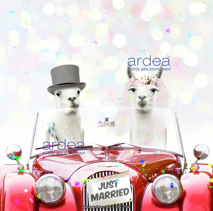 : Llamas, wedding couple driving car in Top Hat : Llamas, wedding couple driving car in Top Hat
