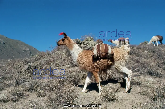 : Llamas - at work : Llamas - at work