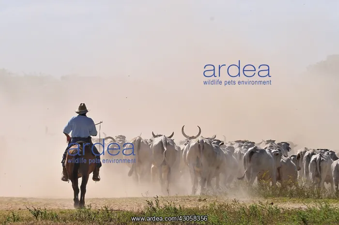 : Llanero on horseback leading a herd of cows brahmans : Llanero on horseback leading a herd of cows brahmans