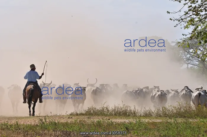  : Llanero on horseback leading a herd of cows brahmans